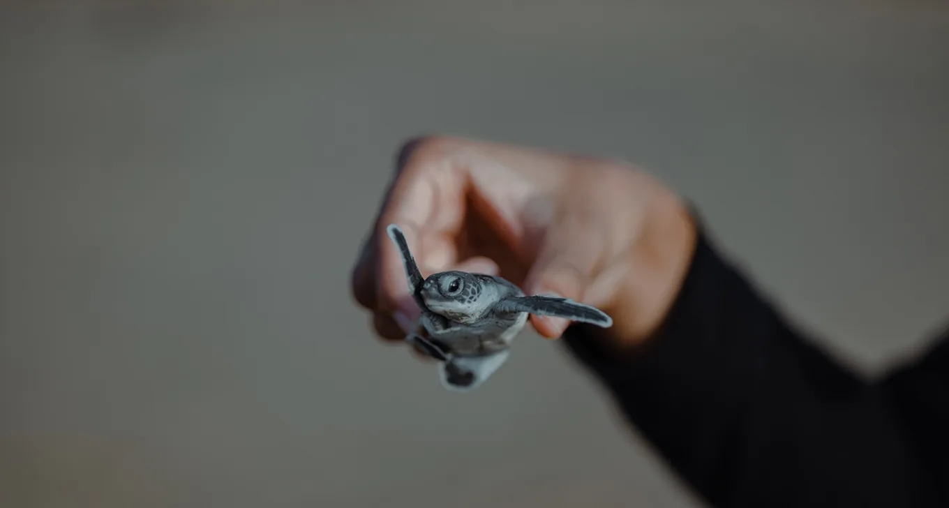 Giant Sea Turtles at Sukamade (2D/1N)